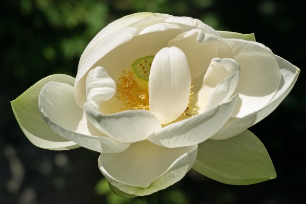 Lotus Flower, Innisfree Garden