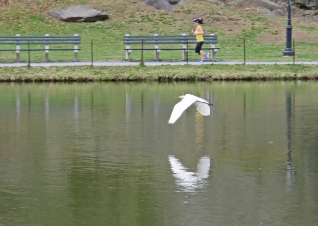 Great Egret with Jogger, Central Park