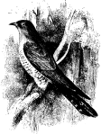 Cuckoo, from The Nursery, Volume 17, No. 101, May, 1875